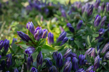 Blurred floral background with purple flowers of Gentiana septemfida.の写真素材