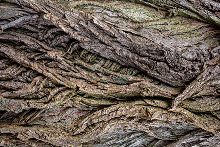 The texture of the shoulder of an old tree. Close-up.