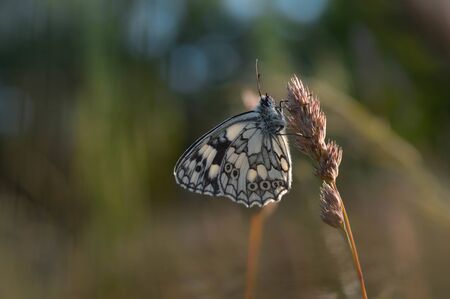 Marbled white, black and white butterfly in the wildの写真素材