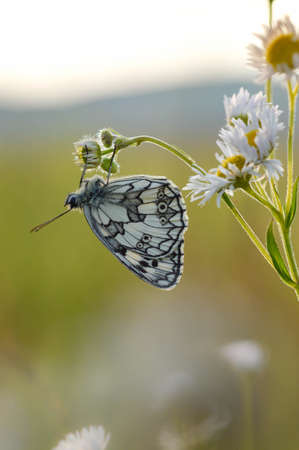 Marbled white, black and white butterfly in the wildの写真素材