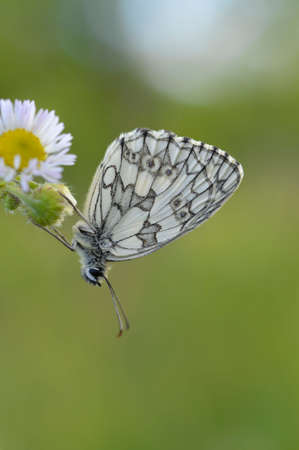 Black and white butterfly in natureの写真素材