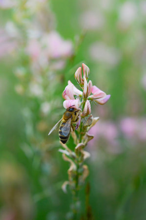 Bee on a pink flower