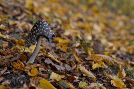 Magpie inkcap, poisonous black spotted mushroom.の写真素材