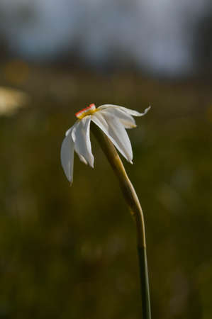 Daffodil flower in natural environmentの写真素材