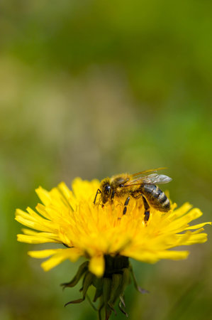 Bee in nature on a yellow dandelion flower