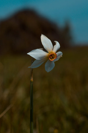Daffodil flower in natural environment