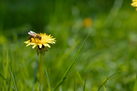 Bee in nature on a yellow dandelion flower