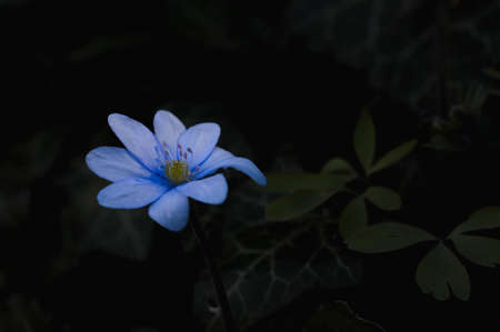small blue / purple early spring wildflower in natureの写真素材