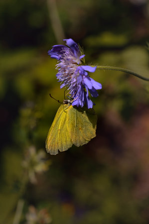 Yellow butterfly on a blue flower, macro photo, vertical background, natural environment.