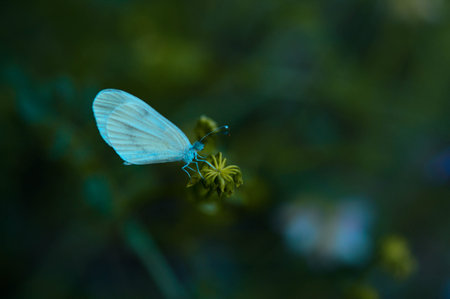 Small white butterfly on a plant in the wild, dark moody nature photograph, natural background.の写真素材