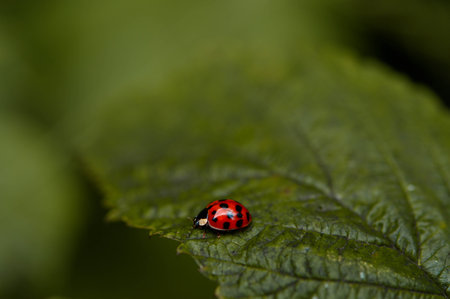 Ladybird on a green leaf, macro photo, red beetle with black dots, natural background