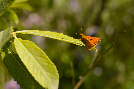 Small skipper butterfly, copper moth on a green leaf in the wild natural background.の写真素材