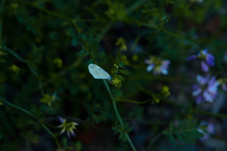 Small white butterfly on a plant in the wild, dark moody nature photograph, natural background.