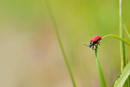 Scarlet lily beetle, small red bug on a leaf in nature, natural background.の写真素材