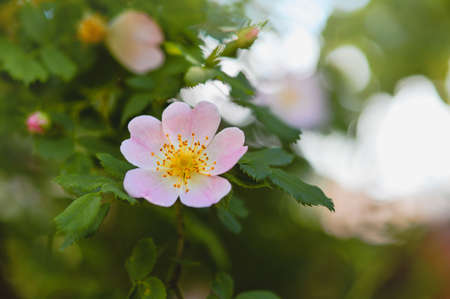 Dog rose in nature, blooming soft pink flower. Wild rose.の写真素材