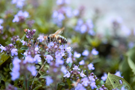 Bee on a purple flower in nature, bee working, bee pollinating plants in the wild, natural...