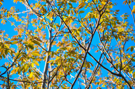 Tree branches on a blue sky, natural background.