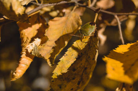 Green shield bug in nature on a leaf, autumn nature photograph. Small green bug on an orange leaf.の写真素材