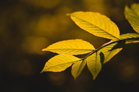 Leaves in the sunshine moody nature photo,