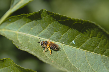 Bee on a green leaf, macro close up. Bee full of pollen