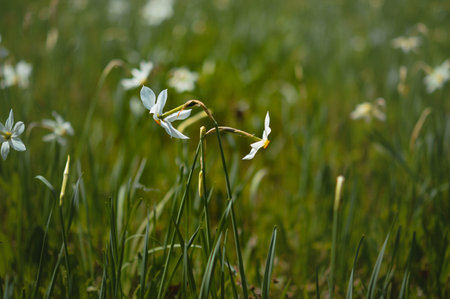 Poet's narcissus, daffodil in the wild. Two white rare wildflower in nature.の写真素材