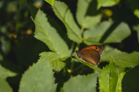 Small heath butterfly in nature on a green leaf macro