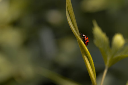 Small red bug with black spots, ladybug on a plant green background.