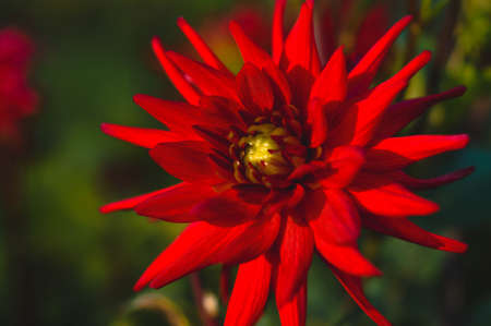 Red dahlia flower close up, red garden flower.の写真素材
