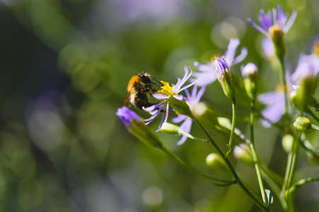 Bumblebee on a purple wildflower, bee close up pollinating a flower in the wild, macro.の写真素材