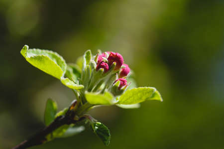 Pink blooming flowers, spring natureの写真素材