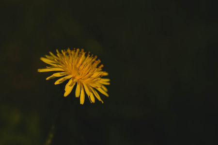 Yellow dandelion flower in the wild, close up