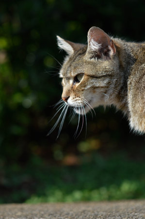 Cute Cat Portrait outdoors, brown cat on green background
