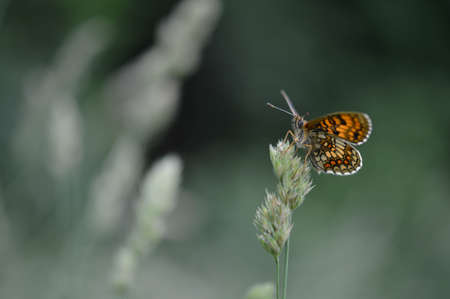 The heath fritillary (Melitaea athalia) is a butterfly of the family Nymphalidae.の写真素材