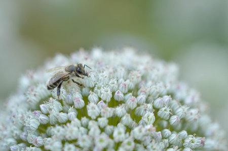 Bee on a white onion flower close up, macro photo, big white flower, bee pollinating in the wild.
