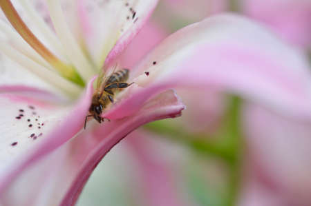 Bee inside a pink lily flower, pollinating, macro close up, pastel colors, bee in the garden.の写真素材