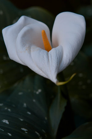 Calla lily close up macro, green leaves in the background, in the botanical garden. Dark and moody picture. Tropical flower.の写真素材