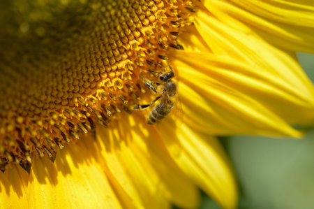 Bee pollinating a sunflower close up, macro, big yellow flower and the bee