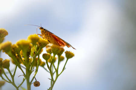 Scarlet tiger moth on a tansy flower or bitter buttons plant. Red and black colorful butterfly on a yellow plant, side view sky in the background.の写真素材
