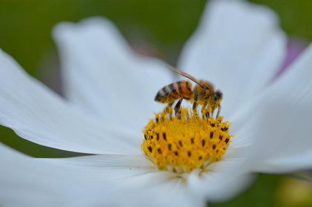 Bee on a cosmos flower close up, mexican aster, in the wild pollinating, white petals, bee close up.