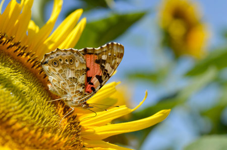 Red admiral butterfly on a sunflower close up, colorful butterflyの写真素材