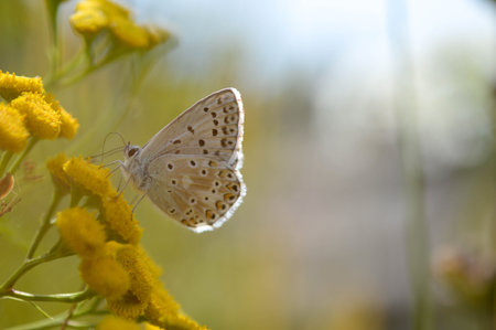 Brown argus butterfly in a tansy flower or bitter buttons plant. Gray small butterfly with orange and black spots, and blue body on a yellow plant. Green background.の写真素材