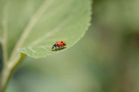 Ladybug on a green leaf, red insect with black dots. Small beetle, red with black spots, in nature,...