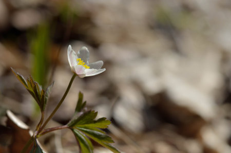 Anemonoides nemorosa, wood anemone, common white early wild flower, in nature, in the woods.の写真素材