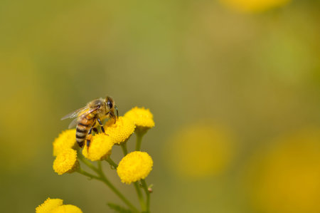Bee on aa tansy flower or bitter buttons plant pollinating, macro close up, natural background. Bee...