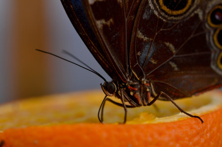 Morpho peleides tropical butterfly on a orange, macro close up, the underside of the butterfly is...