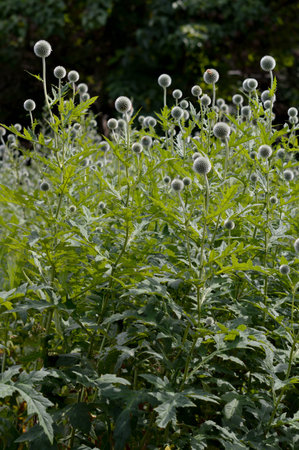 Southern globethistle field, echinops plants in the garden, plant whit small ball like flower heads.