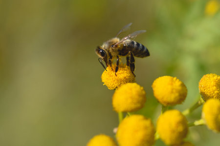 Bee on aa tansy flower or bitter buttons plant pollinating, macro close up, natural background. Bee...
