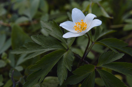 Anemonoides nemorosa, wood anemone, common white early wild flower, in nature, in the woods.