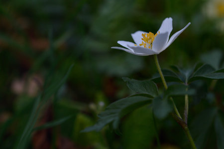 Anemonoides nemorosa, wood anemone, common white early wild flower, in nature, in the woods.