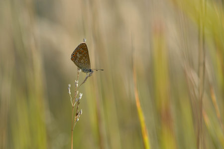 Polyommatus icarus, common blue butterfly, small butterfly blue and gray, with orange and black...